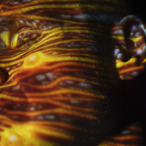 午夜福利观看视频1
